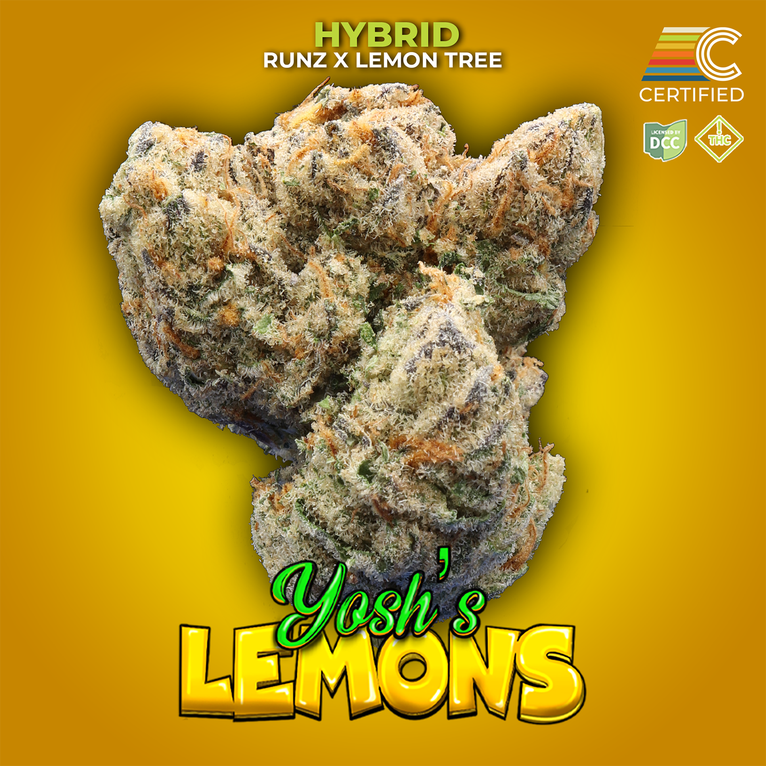 Lemon Rntz | Focus-Driven Hybrid with Lemon & Pine Aromas